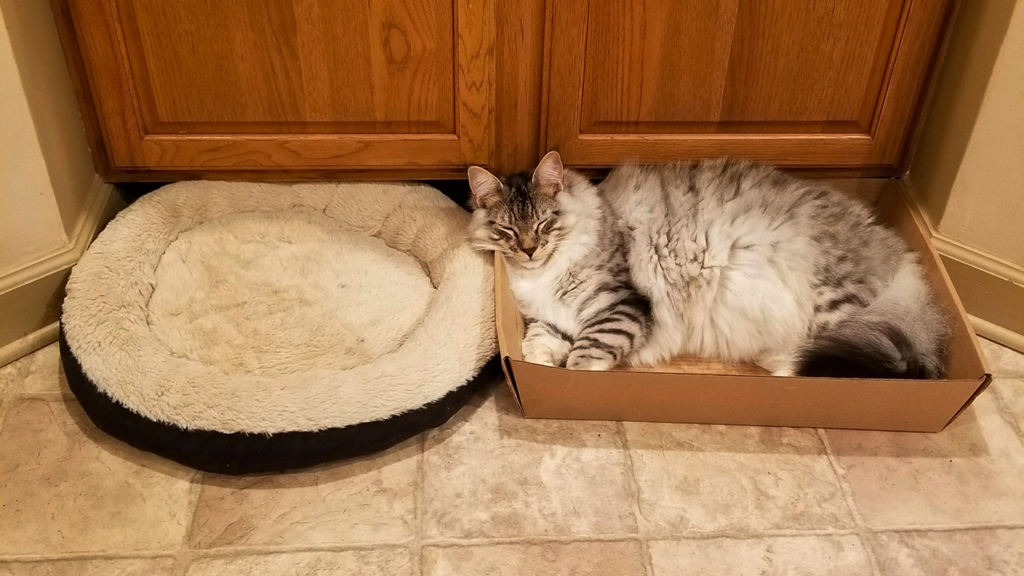 cats bed vs box