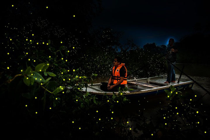 Firefly River