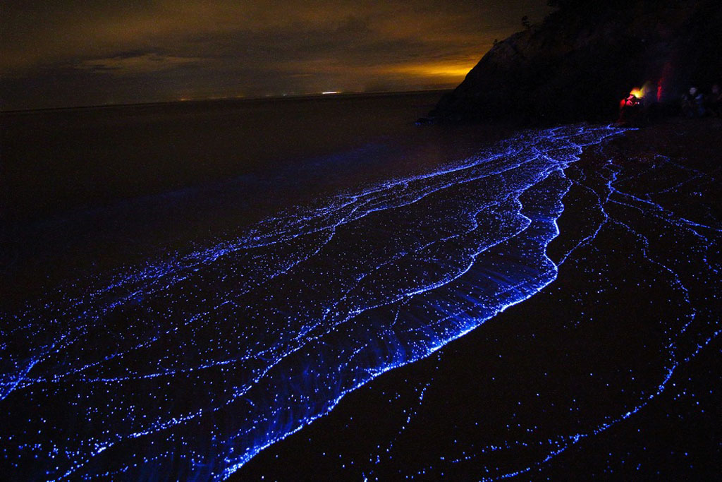 Glowing Blue Tears on Beaches